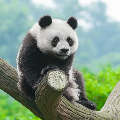 Panda Wallpapers logo