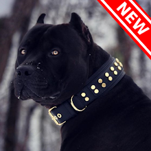Pitbull Dog Wallpaper & Pitbull Puppy Backgrounds - Latest version for  Android - Download APK