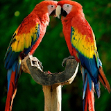 Macaw Parrot Bird HD Wallpaper icon