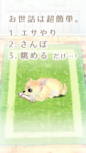 癒しの子犬育成ゲーム〜チワワ編〜