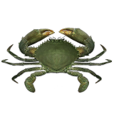 Crab simulator icon