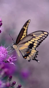 蝶の壁紙 - 美しくてかわいい蝶画像壁紙