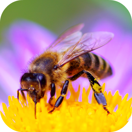 Звук пчелы слушать. Пчела. Пчелка Живая. Пчелиные звуки. Звуковые пчёлы.
