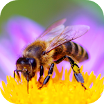 Cover Image of Download Bee Sounds  APK