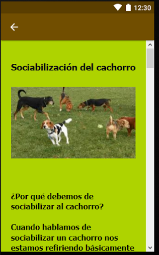 Razas de perros perros chicos