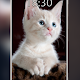 Cute Kitty wallpaper Download on Windows