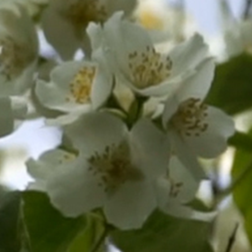 jasmine flower wallpaper logo