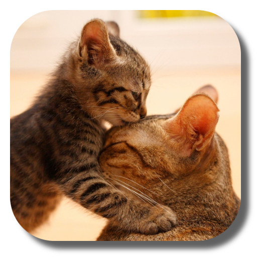 So Cute Cat Live Wallpaper - Ứng dụng trên Google Play