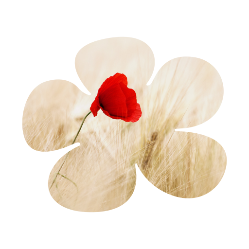 marisa-de-filippis-apps-on-google-play