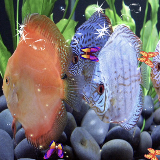 Discus Aquarium Live Wallpaper  Icon