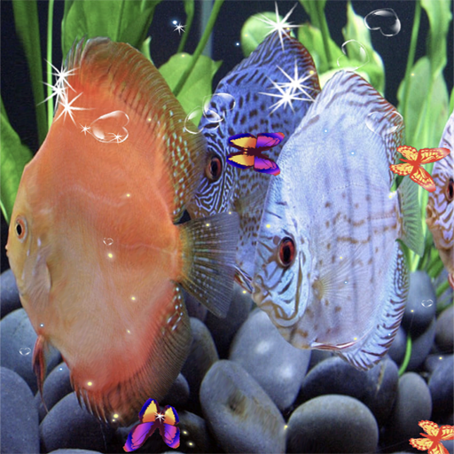 3D Discus Fish Wallpaper 2024