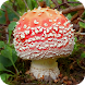 Fungi of Britain - Androidアプリ