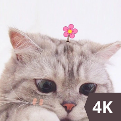 cat wallpaper 4k - Apps on Google Play