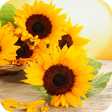 Sunflowers Live Wallpaper icon