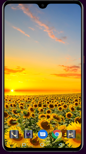 Sunflower Wallpaper Screen 3