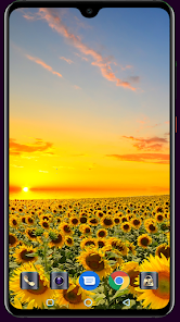Screenshot 3 Sunflower Wallpaper android