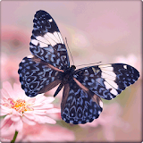 Beautiful Butterfly Wallpapers icon