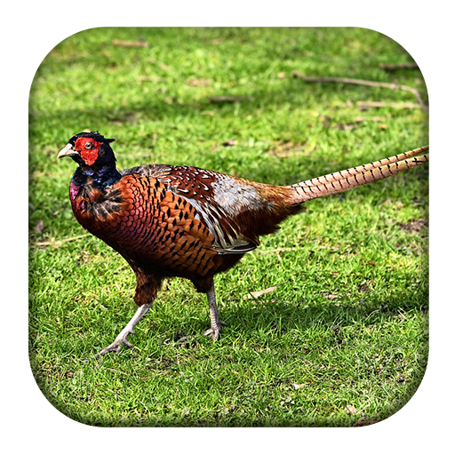 Gamecock Sounds logo