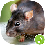 Appp.io - Mouse and Rat sounds icon