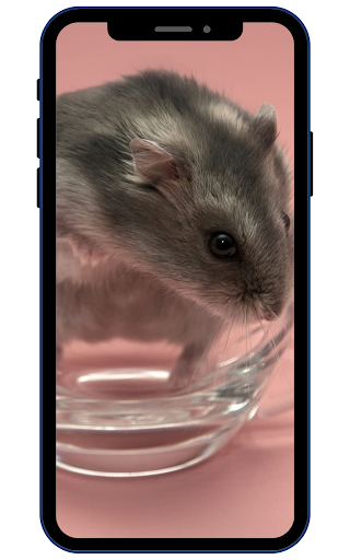 Hamster Wallpapers Screen 3
