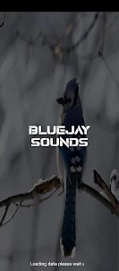 bluejay sounds