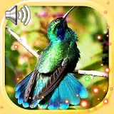 Hummingbird Exotic icon