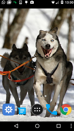 siberian husky wallpaper Screen 2