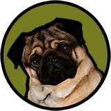 Pugzie Cute Pug Live Wallpaper icon