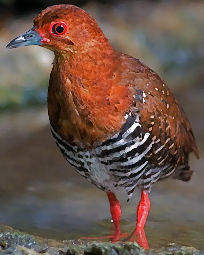 Android application Red-legged Crake bird Sounds screenshort
