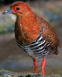 Red-legged Crake bird Sounds ~ Sboard.pro