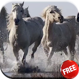 Horses video live wallpaper HD icon