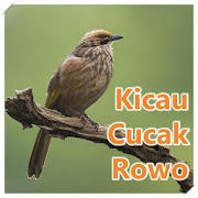 Masteran Kicau Cucak Rowo Offline