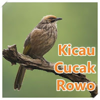 Kicau Cucak Rowo Gacor Offline