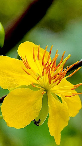 Mai Flower Live Wallpaper Screen 3