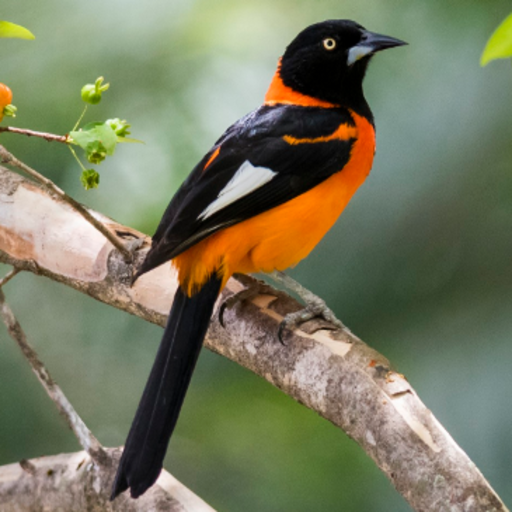 Corrupi&atilde;o Canto