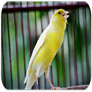 Learn About Canary Bird