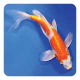 Koi Fish Live Wallpaper icon