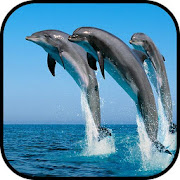 HD Dolphin Wallpapers