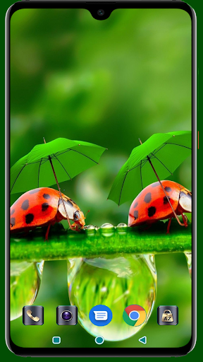 Lady Bug Wallpaper