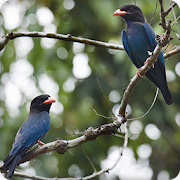 Oriental Dollar Bird Call Sounds Ringtone