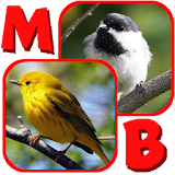 Memory Bird icon