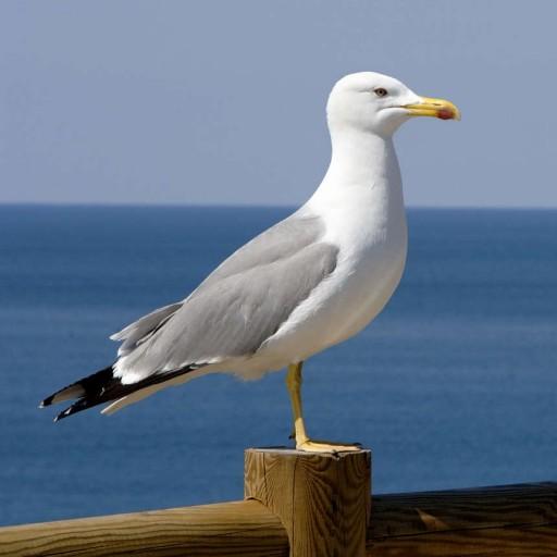 Seagull Bird HD Wallpaper