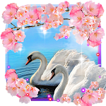 Cover Image of डाउनलोड Swans Spring Love  APK