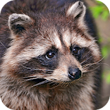 Raccoon Wallpaper icon