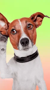 Fake Video Call Dog Prank