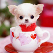 Top 21 Personalization Apps Like Teacup Puppies Wallpaper - Best Alternatives