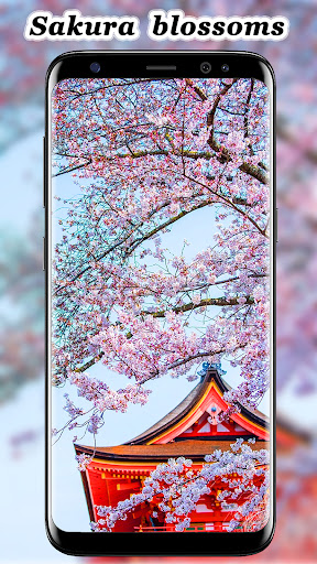 Sakura blossom wallpaper Screen 3