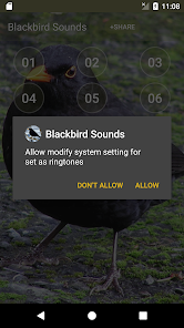 Imágen 3 Blackbird Sounds android