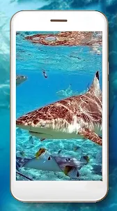 Sharks HD Wallpaper