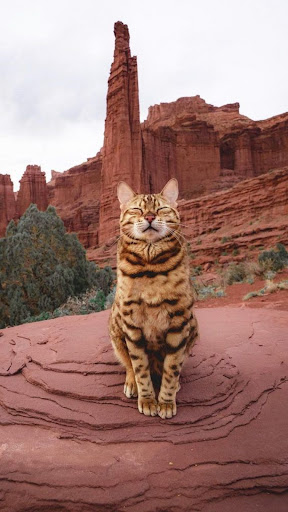 Exotic Cat Wallpapers Screenshot